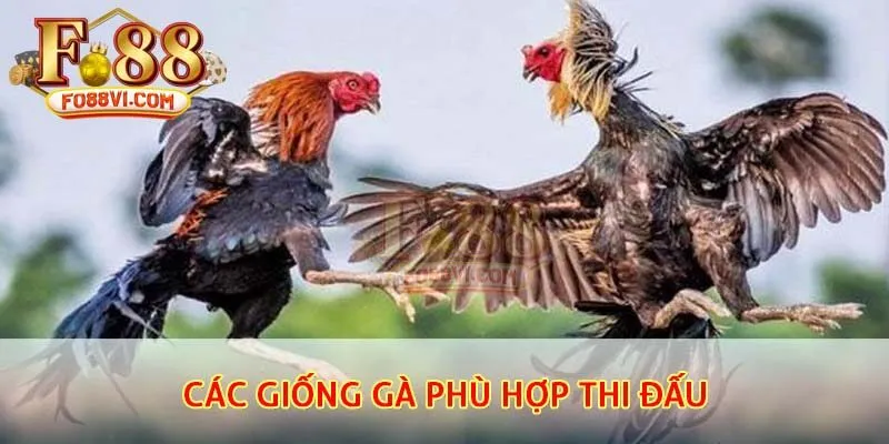 Các giống gà phù hợp thi đấu