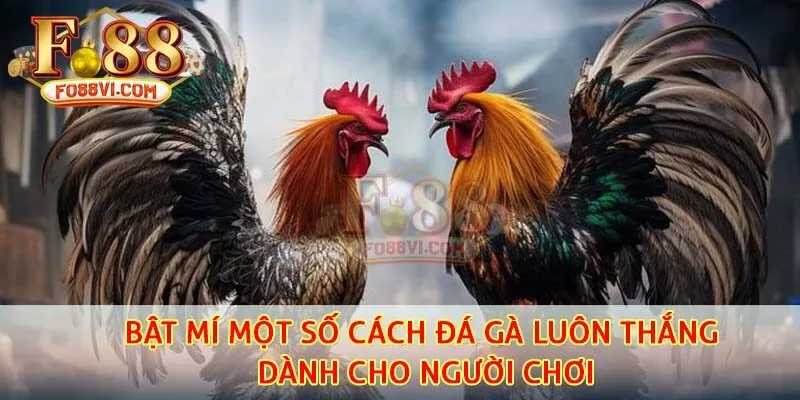 Cách đá gà mạng luôn thắng là kết hợp nhiều chiến thuật khác nhau