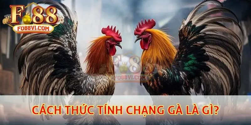 Cách thức tính chạng gà là gì?