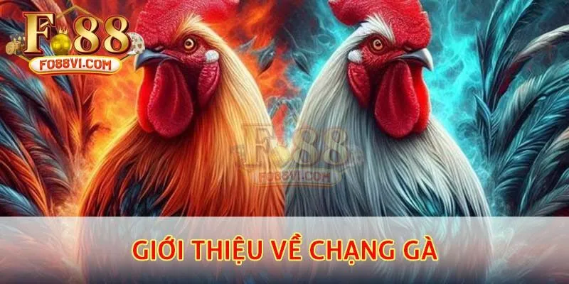 chạng gà là gì