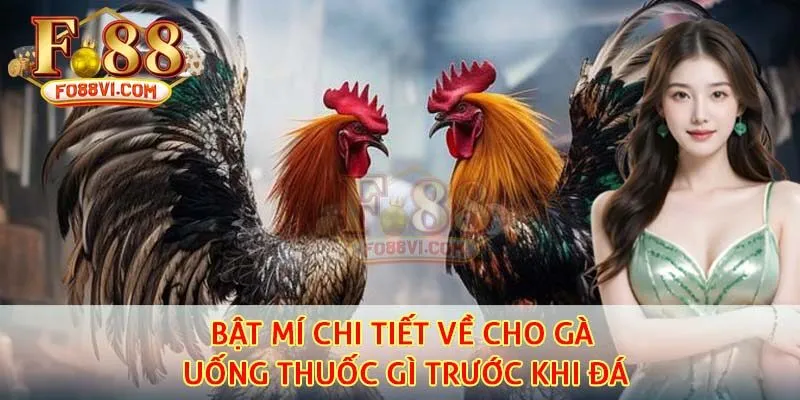 Bật mí chi tiết về cho gà uống thuốc gì trước khi đá