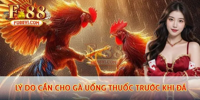 Những lý do cần cho gà uống thuốc trước khi đá