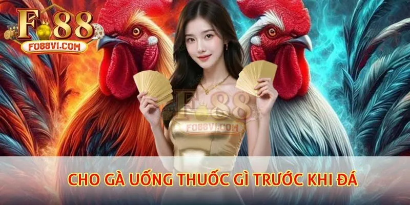 cho gà uống thuốc gì trước khi đá