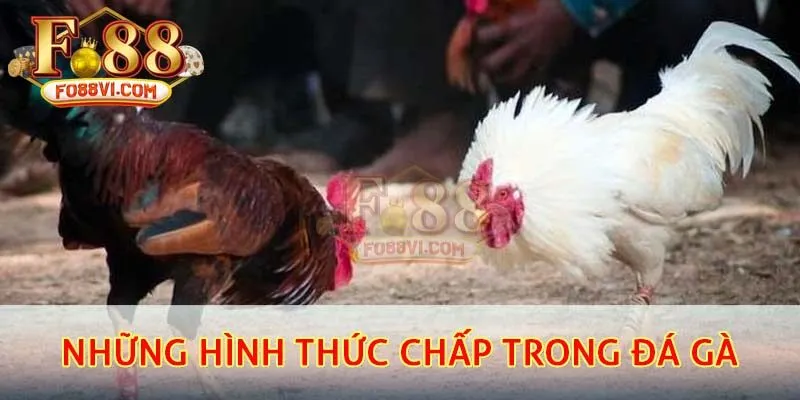Những hình thức chấp trong đá gà