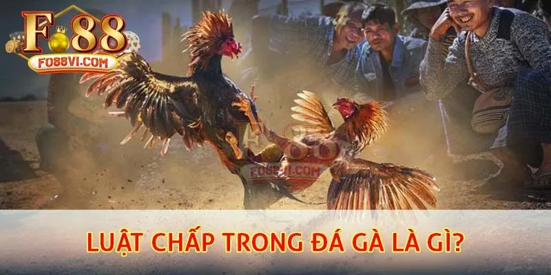 Luật chấp trong đá gà là gì?