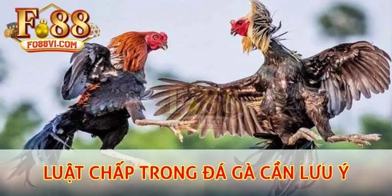 Luật chấp trong đá gà cần lưu ý